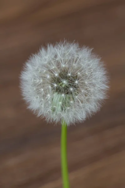 Dandelion flower isolated on wooden blurred background — Stock Photo, Image