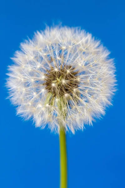 Fleur de pissenlit blanche isolée sur fond bleu — Photo