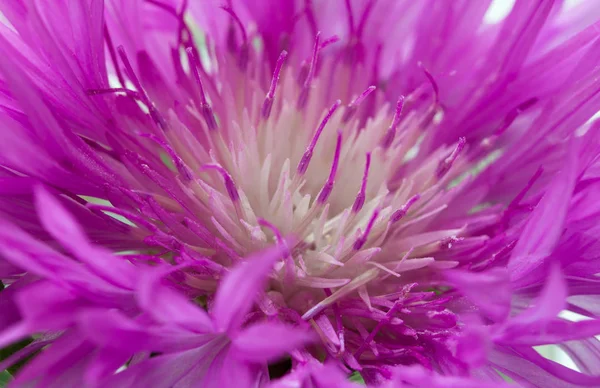 Hermosa flor púrpura brote macro —  Fotos de Stock