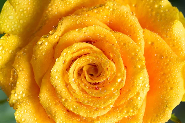 Rosa amarilla brote abierto con gotas de agua macro ver — Foto de Stock