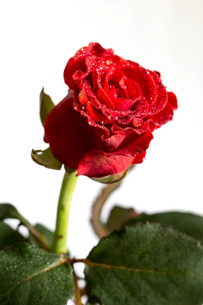 Rosa roja con gotas de agua aisladas sobre fondo blanco — Foto de Stock