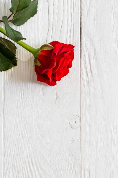 Rosa roja aislada sobre fondo de madera claro con copyspace — Foto de Stock