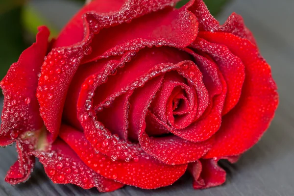 Una macro de capullo de rosa roja con gotas de agua en pétalos — Foto de Stock