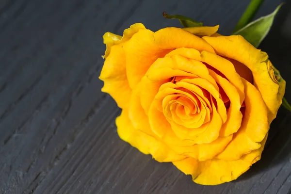 Rosa amarilla sobre superficie de madera — Foto de Stock