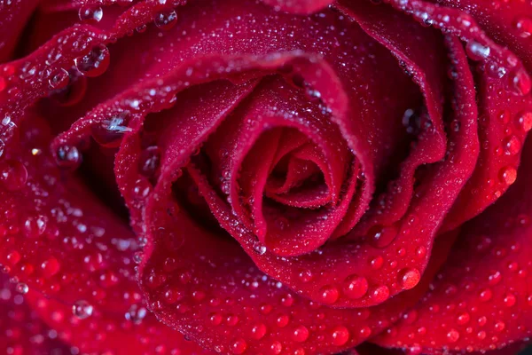 Gotas de agua en brote de rosa roja de cerca — Foto de Stock
