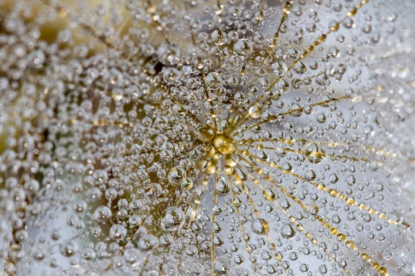 Abstraktes Makrofoto eines Löwenzahns mit Wassertropfen auf schwarzem Hintergrund. Regentropfen auf einem Spinnennetz. — Stockfoto