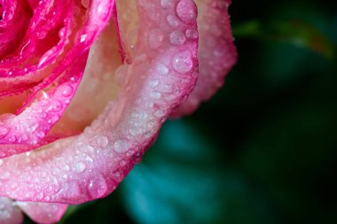 Makroda, su damlaları ve yeşil yaprakları ile pembe Gül