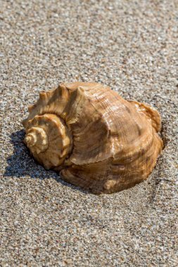 Kum, closeup üzerinde kahverengi deniz kabuğu