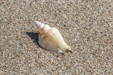Kabuk yaz sahilde kum üzerinde. Arka planda kum