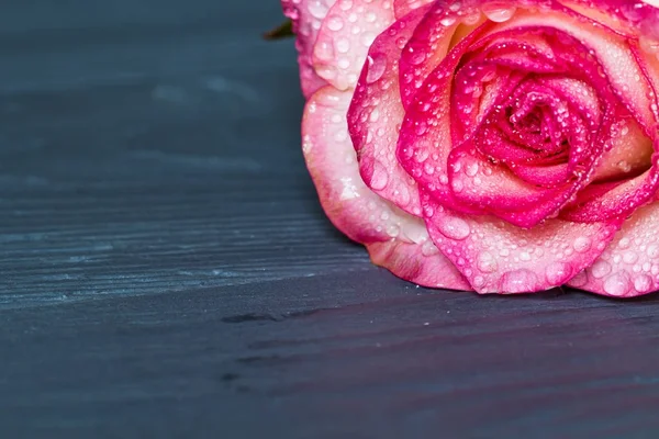 Rosa rosa con gradiente, fondo, macro, sobre la mesa gris de madera — Foto de Stock