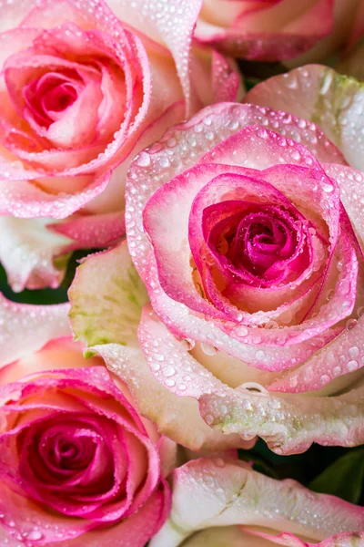Patrón de primer plano Ramo de belleza de rosas rosadas — Foto de Stock