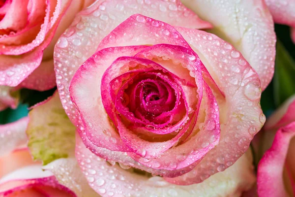 Rosas rosadas con estilo suave en macro, con gotas de agua — Foto de Stock