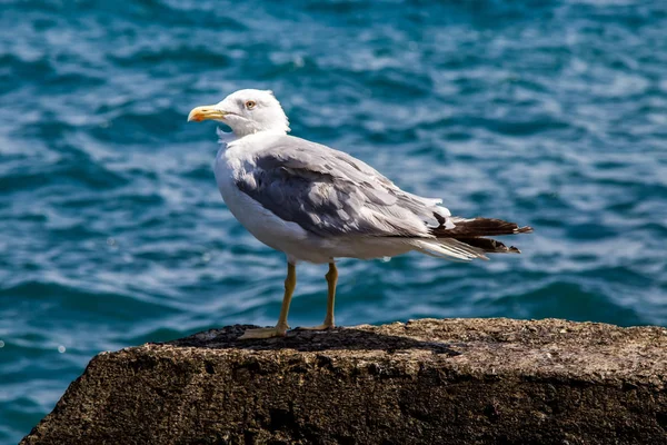 Чайка сидит на скале на фоне моря — стоковое фото