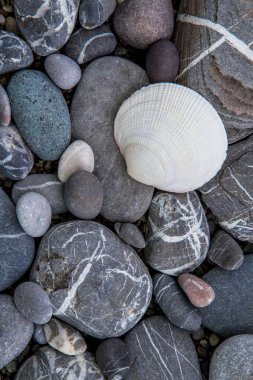 Kabuk sahilde deniz shingle, portre