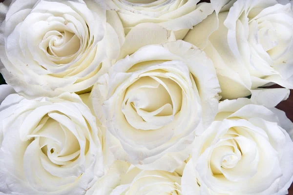 Белый - это полноэкранный фон. Свадебные белые цветы, потрясающие розы — стоковое фото