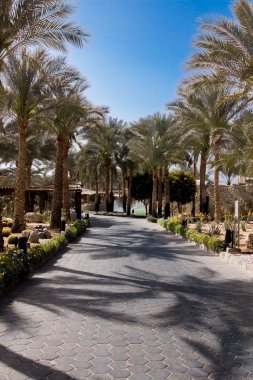 Yeşil palmiye ağacı Sokağı ile güneşli havalarda, mavi gökyüzü arka plan