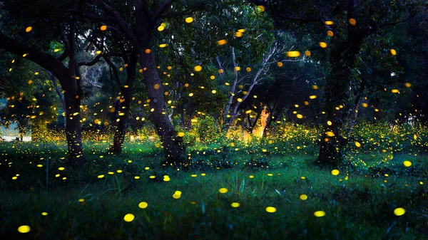 Ateşböceği ormanda uçuyor. Prachinburi Tayland 'da gece çalılıklarda ateşböcekleri. Uzun pozlama fotoğrafı.