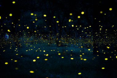 Ateşböceği ormanda uçuyor. Prachinburi Tayland 'da gece çalılıklarda ateşböcekleri. Uzun pozlama fotoğrafı.