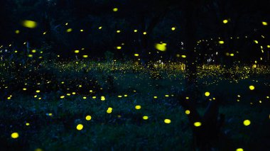 Ateşböceği ormanda uçuyor. Prachinburi Tayland 'da gece çalılıklarda ateşböcekleri. Uzun pozlama fotoğrafı.