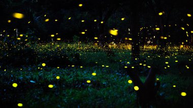 Ateşböceği ormanda uçuyor. Prachinburi Tayland 'da gece çalılıklarda ateşböcekleri. Uzun pozlama fotoğrafı.
