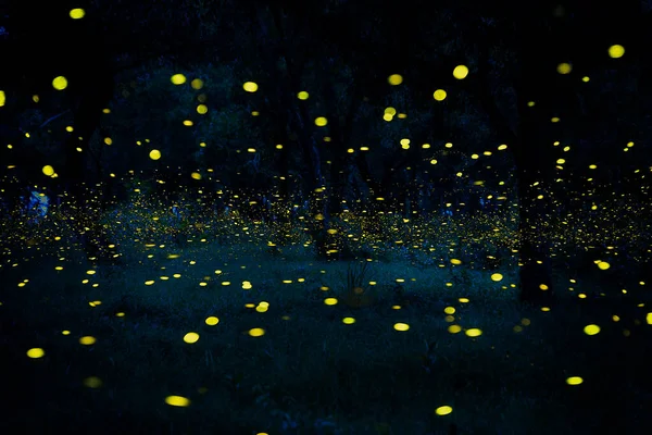 Glühwürmchen Fliegen Wald Glühwürmchen Busch Der Nacht Prachinburi Thailand Langzeitbelichtungsfoto — Stockfoto