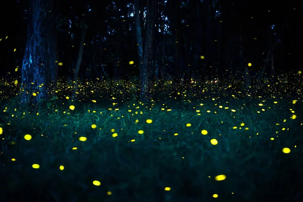 Ateşböceği ormanda uçuyor. Prachinburi Tayland 'da gece çalılıklarda ateşböcekleri. Uzun pozlama fotoğrafı.