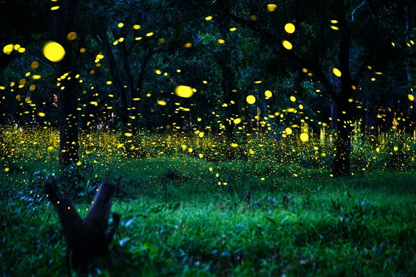Ateşböceği ormanda uçuyor. Prachinburi Tayland 'da gece çalılıklarda ateşböcekleri. Uzun pozlama fotoğrafı.