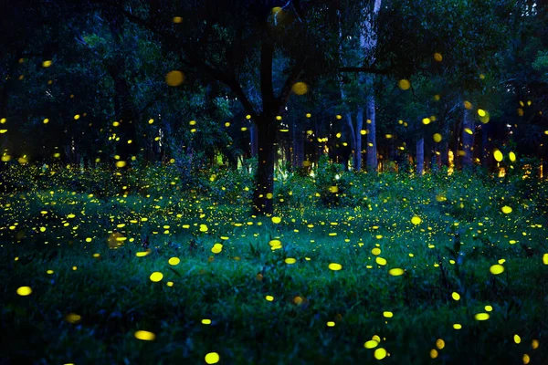 Ateşböceği ormanda uçuyor. Prachinburi Tayland 'da gece çalılıklarda ateşböcekleri. Uzun pozlama fotoğrafı.