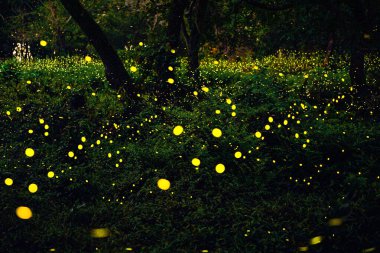 Ateşböceği ormanda uçuyor. Prachinburi Tayland 'da gece çalılıklarda ateşböcekleri. Uzun pozlama fotoğrafı.