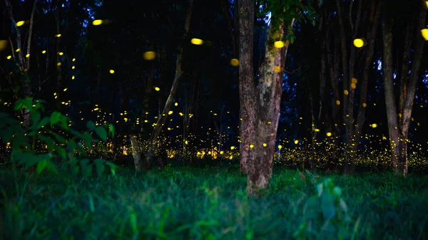 Светлячок Летит Лесу Светлячки Кустах Ночью Прачинбури Таиланд Длительное Фото — стоковое фото