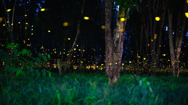Ateşböceği ormanda uçuyor. Prachinburi Tayland 'da gece çalılıklarda ateşböcekleri. Uzun pozlama fotoğrafı.