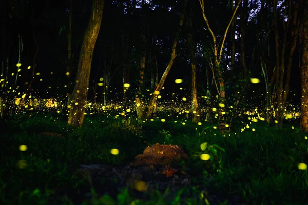 Ateşböceği ormanda uçuyor. Prachinburi Tayland 'da gece çalılıklarda ateşböcekleri. Uzun pozlama fotoğrafı.