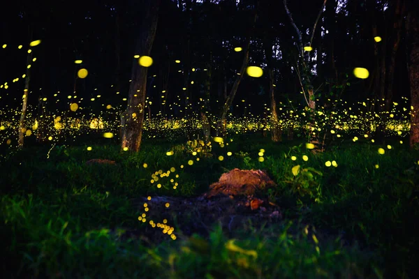 Ateşböceği ormanda uçuyor. Prachinburi Tayland 'da gece çalılıklarda ateşböcekleri. Uzun pozlama fotoğrafı.