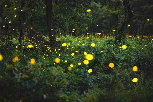 Luciérnaga Volando Bosque Luciérnagas Los Arbustos Por Noche Prachinburi Tailandia — Foto de Stock