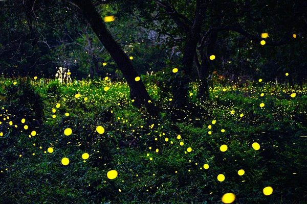 Ateşböceği ormanda uçuyor. Prachinburi Tayland 'da gece çalılıklarda ateşböcekleri. Uzun pozlama fotoğrafı.