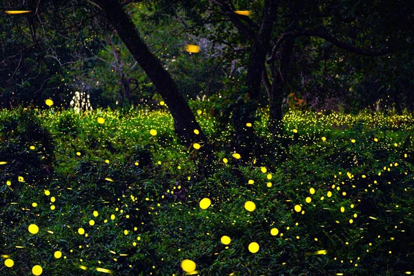 Светлячок Летит Лесу Светлячки Кустах Ночью Прачинбури Таиланд Длительное Фото — стоковое фото