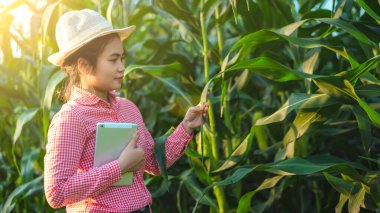 Mısır ekicileri mısır hastalığını araştırıyor Ve güneş batıyor
