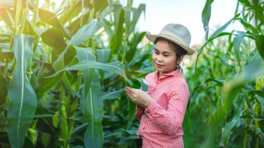 Mısır ekicileri mısır hastalığını araştırıyor Ve güneş batıyor