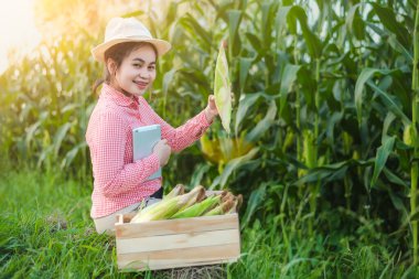 Mısır çiftçileri, ürünün çok tatmin edici olmasından sonra mutluluklarını gülen bir yüzle ifade ettiler..