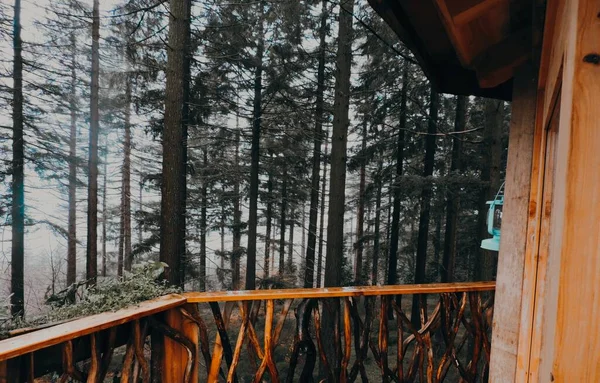 Photograph Tree House Forest Basque Country Rainy Day — Stock Photo, Image