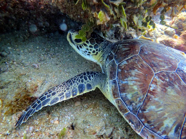 Zeeschildpadden Ook Wel Zeeschildpadden Genoemd Zijn Reptielen Van Orde Testudines — Stockfoto