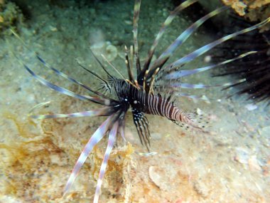Scorpaenidae familyasından bir kırmızı aslan ya da Pterois volitansis, doğal olarak Hint-Pasifik bölgesinde bulunur ama Florida ve Karayipler 'de istilacı bir sorun haline gelmiştir..