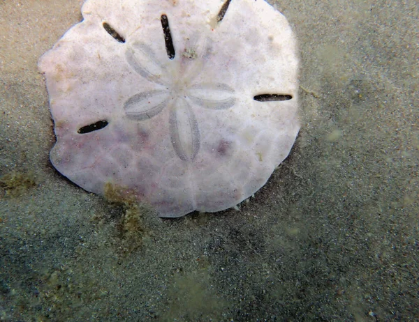 Podwodne Zdjecie Sand Dollar — Zdjęcie stockowe