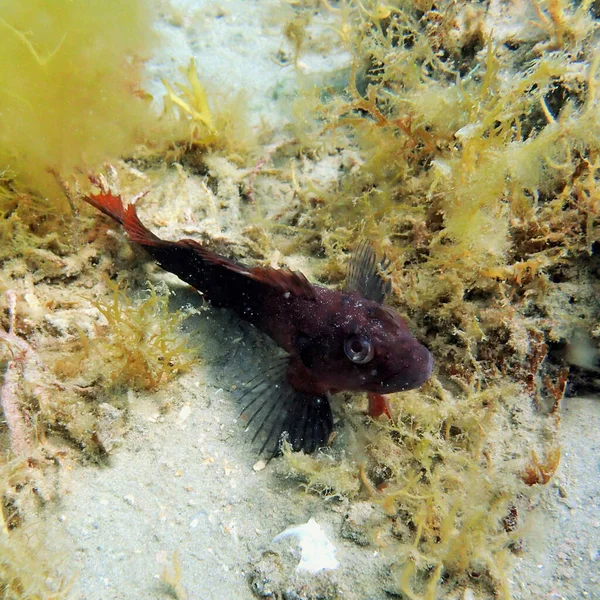 Pięknie Kolorowa Blenny Ryba Siedzi Dnie Oceanu Ciekawie Ostrożnie Obserwując — Zdjęcie stockowe