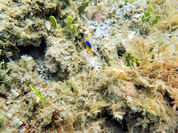 Cocoa Damselfish Stegaesvarius Детеныш Семейства Pomacidae Обитающий Коралловых Скалистых Рифах — стоковое фото