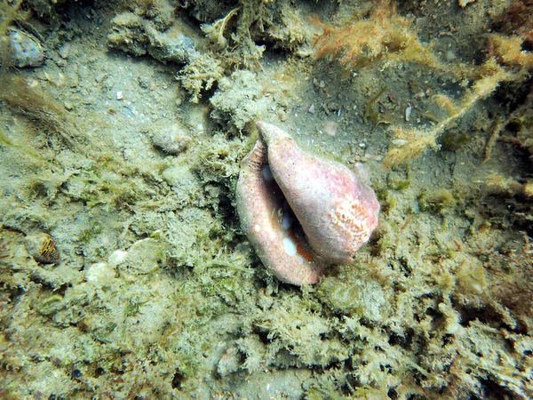 Conch Оболонка Сидить Скелі Під Водою Оточенні Красивої Чистої Бірюзової — стокове фото