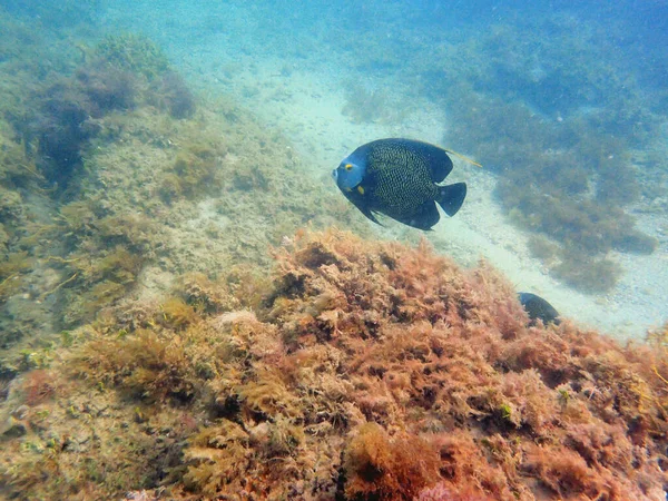 Pięknie Kolorowe Francuskie Angelfish Pływające Wokół Skał Raf Koralowych Oceanie — Zdjęcie stockowe