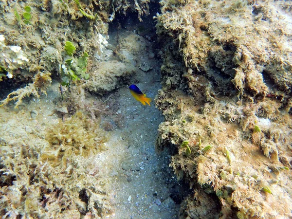 Uma Foto Subaquática Cacau Damselfish Lado Coral — Fotografia de Stock