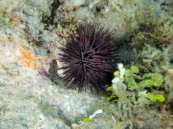 Una Foto Submarina Erizo Mar — Foto de Stock