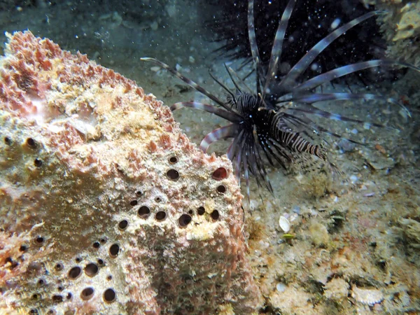 インド太平洋地域に自生するアカゲナデシコ科の毒があるサンゴ礁魚であるアカゲナデシコ Pterois Volitansis フロリダとカリブ海で侵入的な問題となっている — ストック写真